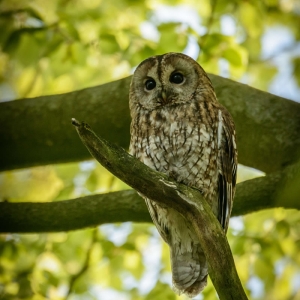 Redwell   10 0502017 (109 Of 240).jpg